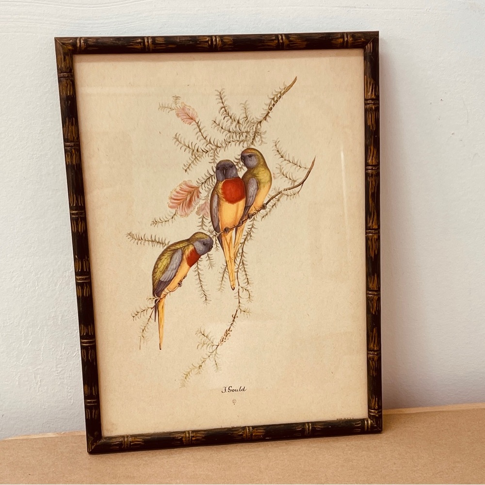 Vintage John Gould Framed Colored Litho Monograph Print (3 Birds)